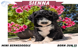 Mini Bernedoodle dogs for sale: Sienna - Image 11