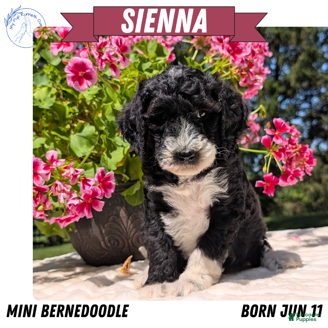 Mini Bernedoodle dogs for sale: Sienna - Image 11