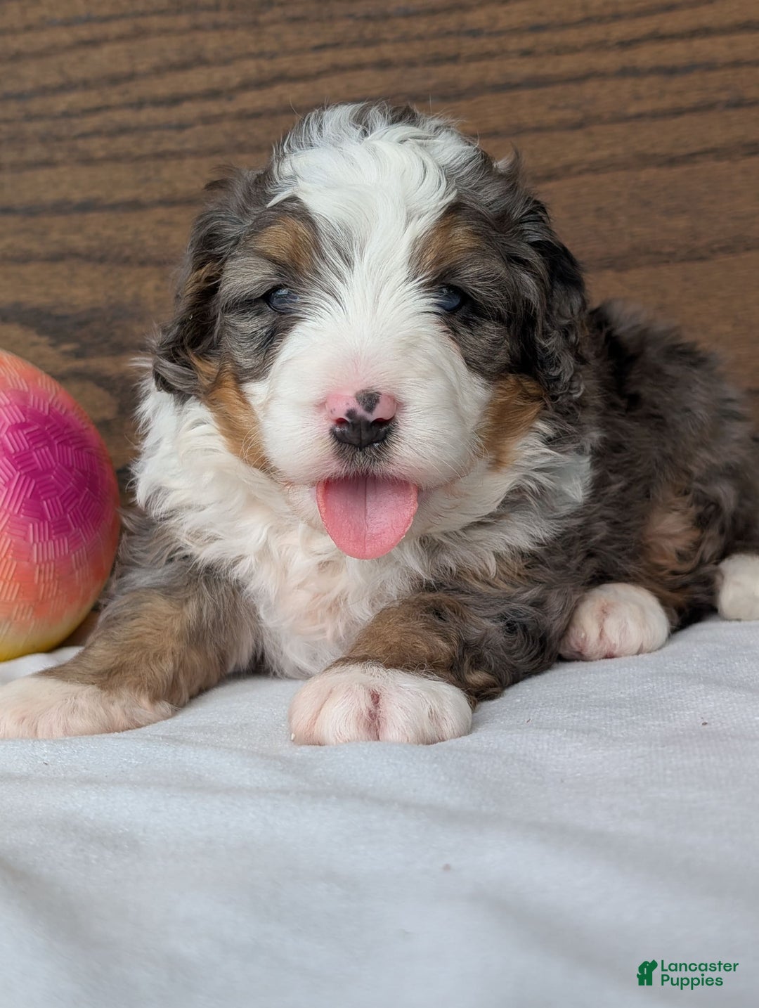 Mini Bernedoodle dogs for sale: Koda - Image 11