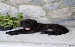 English Mastiff dogs for sale: Berkley - Image 1