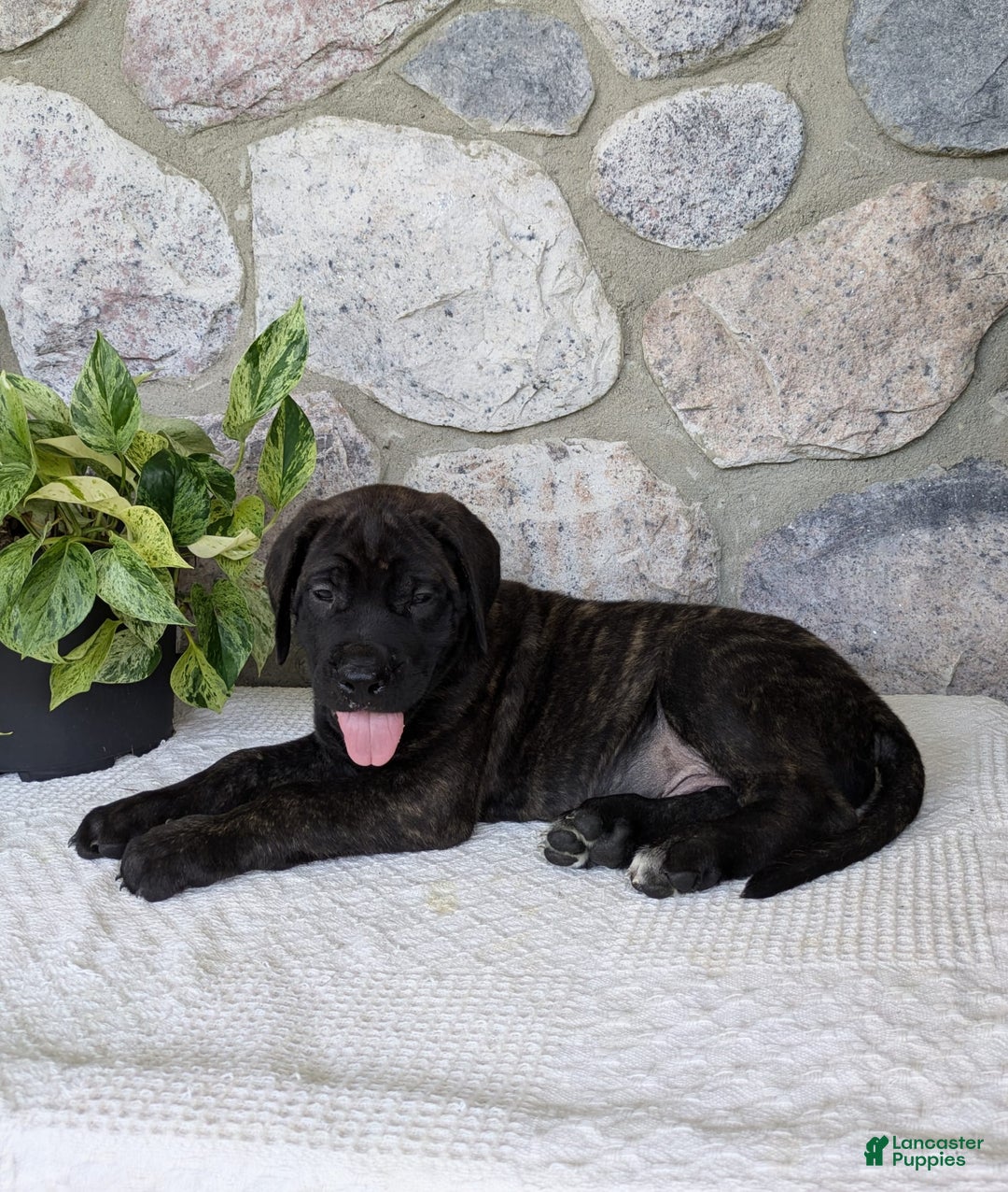 English Mastiff dogs for sale: Berkley - Image 1