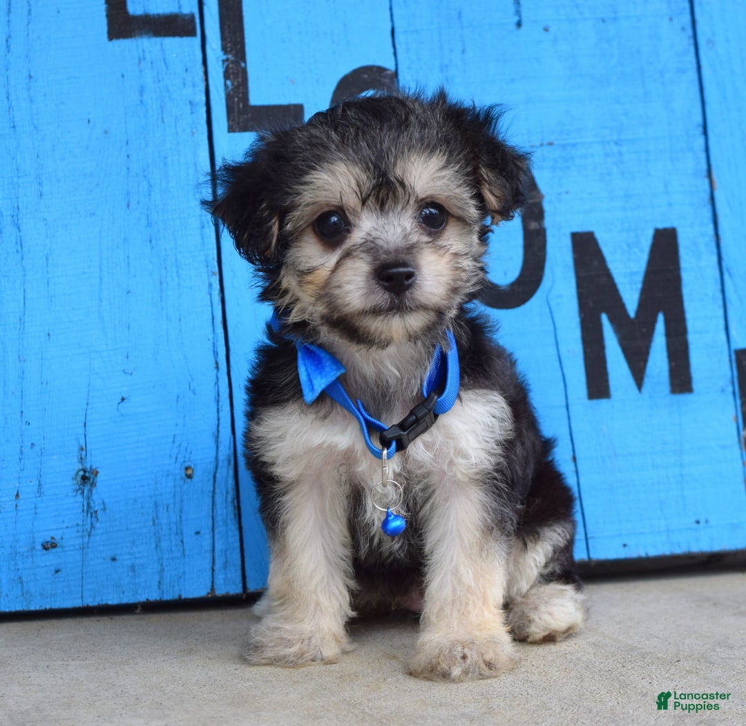 Morkie dogs for sale: Mason - Image 9