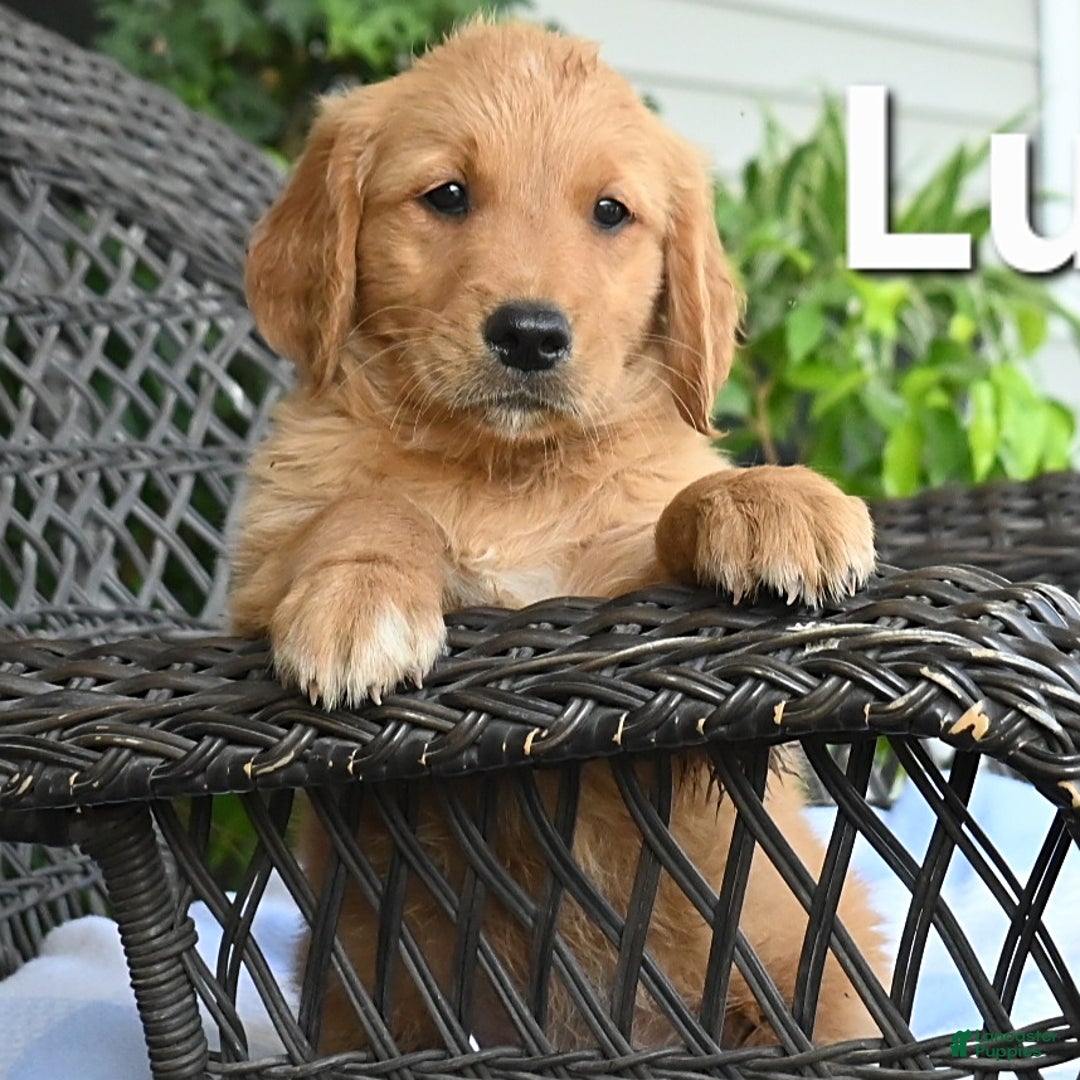 Golden Retriever dogs for sale: Luke - Image 3