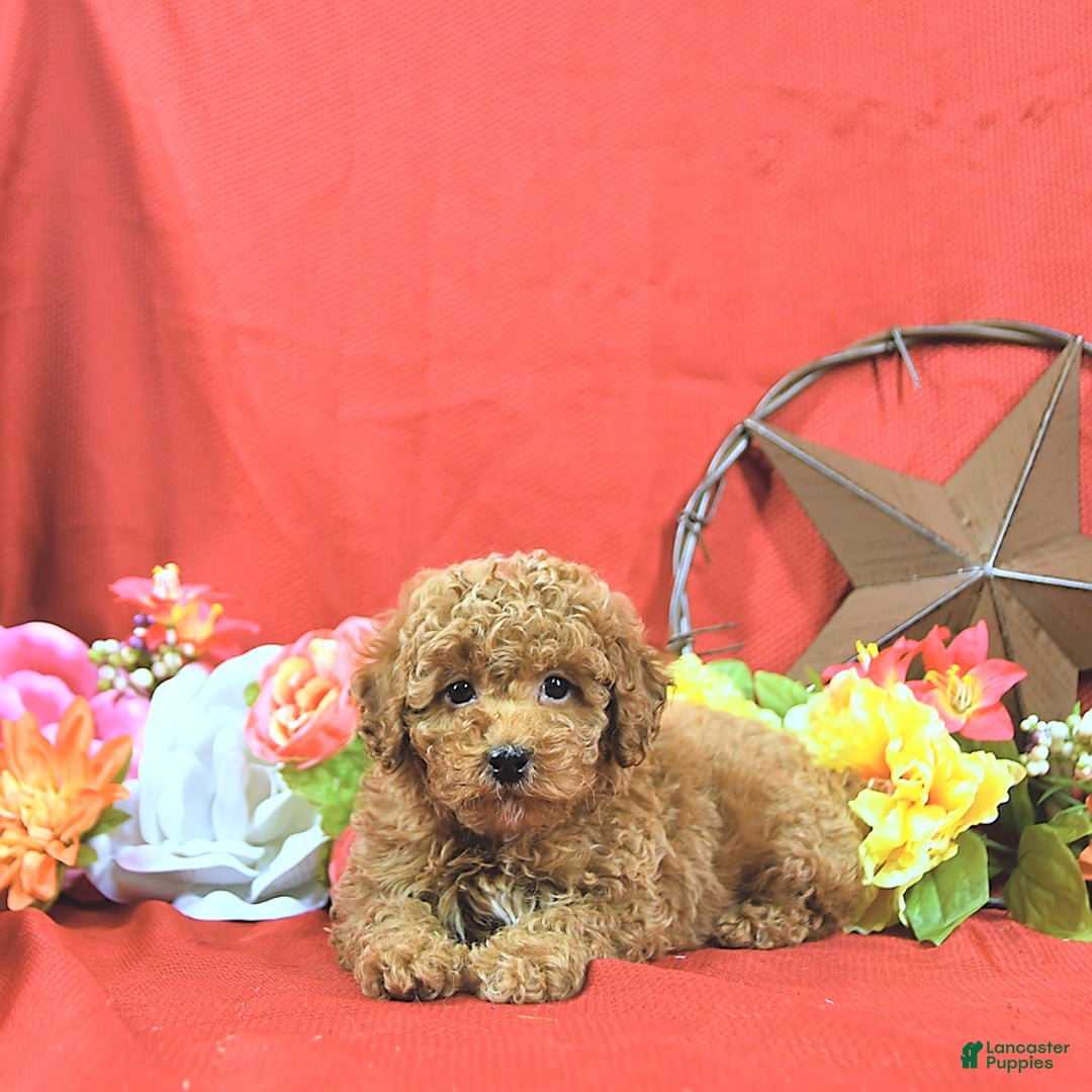 Miniature Poodle dogs for sale: Zach - Image 3