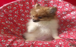 Pomeranian dogs for sale: Bebo - Image 2