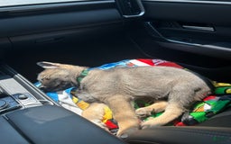 Gerberian Shepsky dogs for sale: Turbo - Image 3