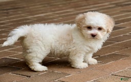 Shihpoo dogs for sale: Lola - Image 5