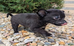 Pomchi dogs for sale: Batty - Image 13