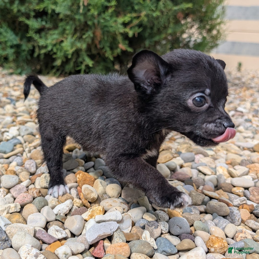 Pomchi dogs for sale: Batty - Image 13