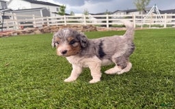 Bernedoodle dogs for sale: 8 - Image 2