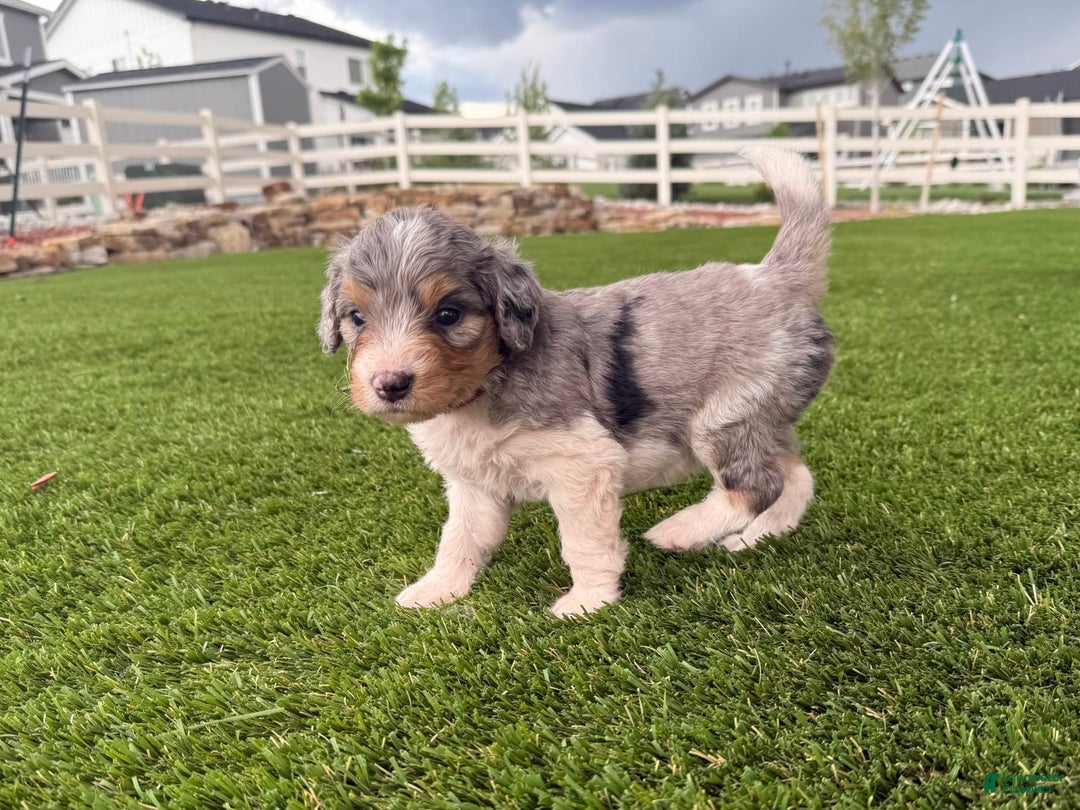 Bernedoodle dogs for sale: 8 - Image 2