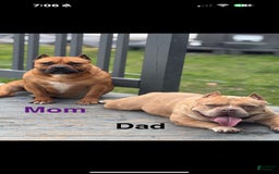 American Bully dogs for sale: American Bully 7 puppies - Image 2