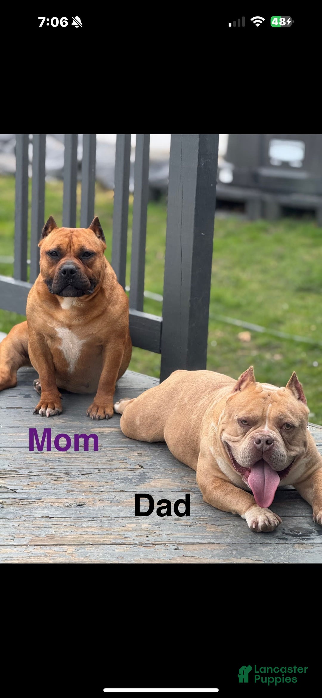 American Bully dogs for sale: American Bully 7 puppies - Image 2