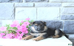 German Shepherd dogs for sale: Jet - Image 9