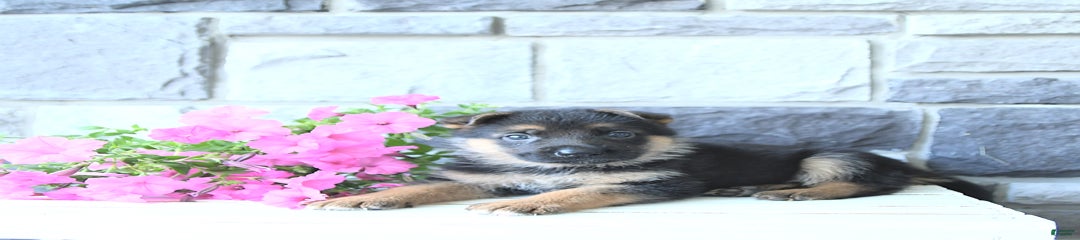 Jet