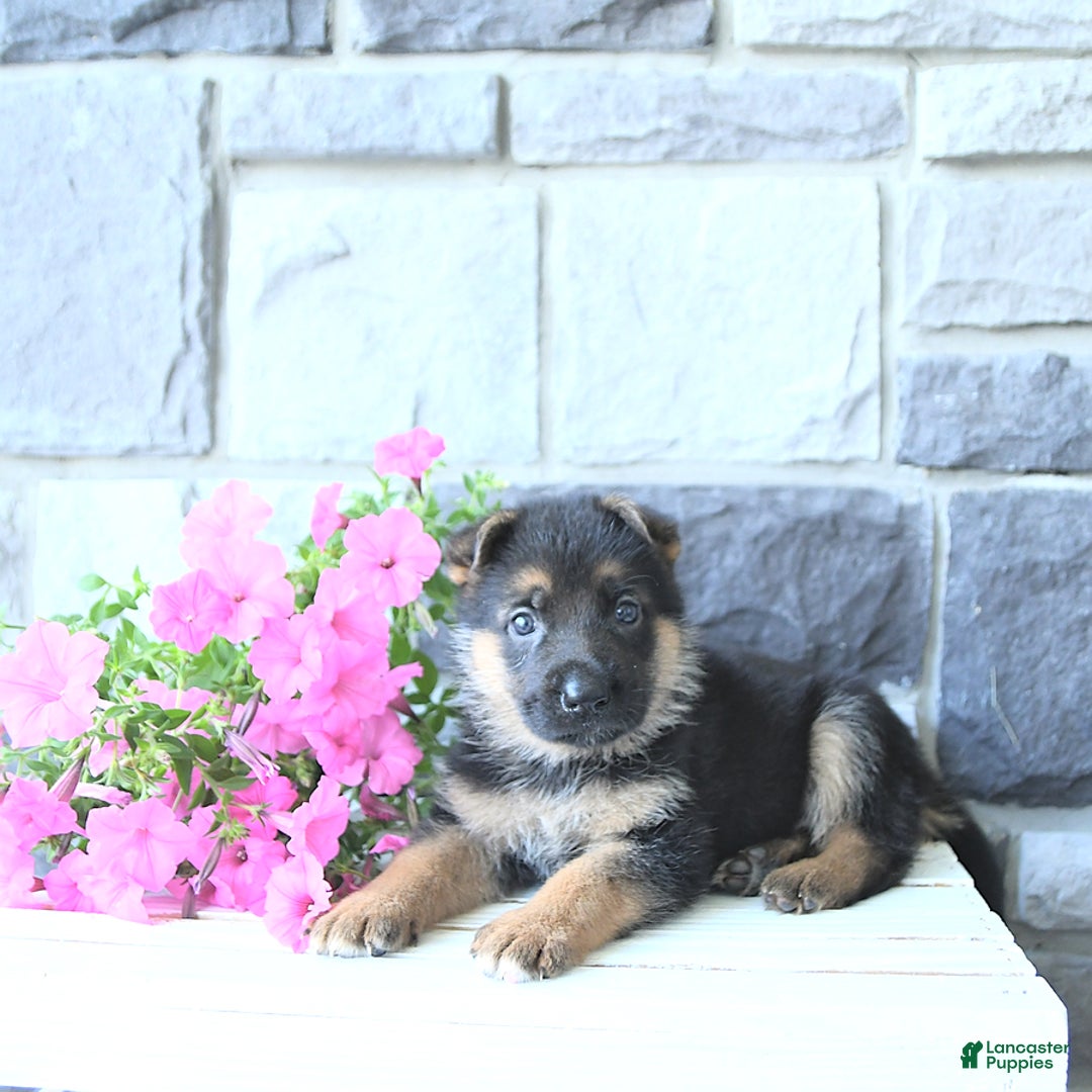 German Shepherd dogs for sale: Jet - Image 9