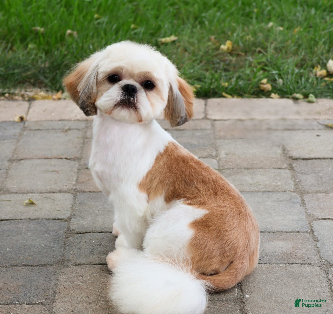 Shih Tzu dogs for sale: Leroy - Image 5