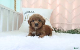 Goldendoodle dogs for sale: Snickers - Image 6
