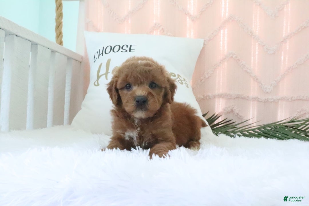 Goldendoodle dogs for sale: Snickers - Image 6