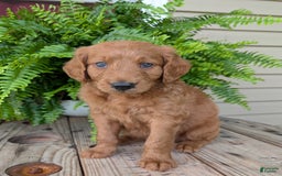 Goldendoodle dogs for sale: Flip - Image 18