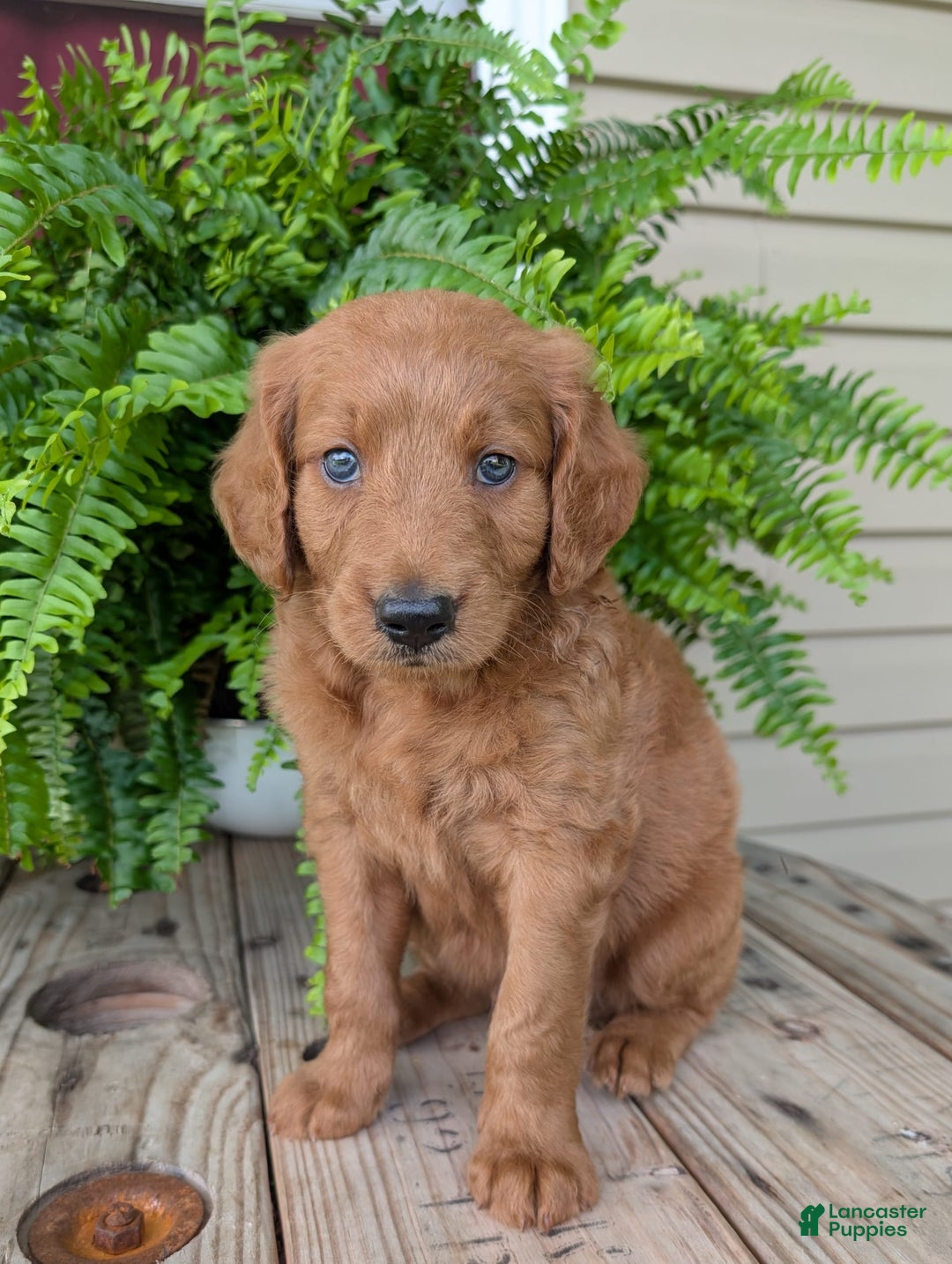 Goldendoodle dogs for sale: Flip - Image 18