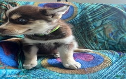 Pomsky dogs for sale: Rover - Image 6