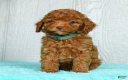 Cavapoo dogs for sale: Benji - Image 9
