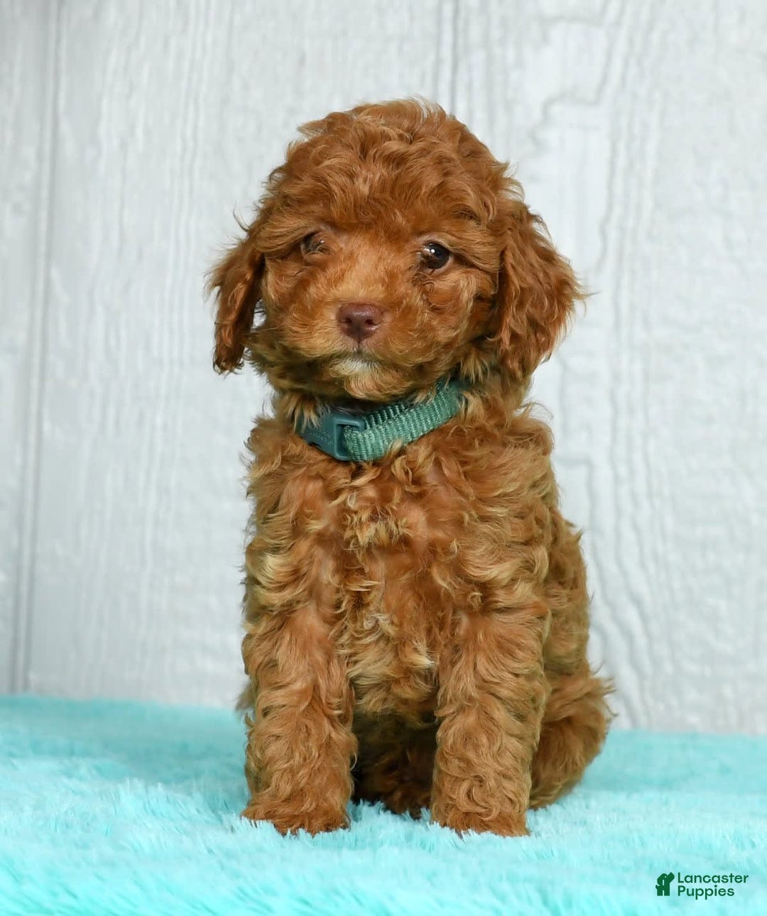 Cavapoo dogs for sale: Benji - Image 9