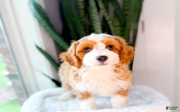 Cavapoo dogs for sale: Yolo - Image 6