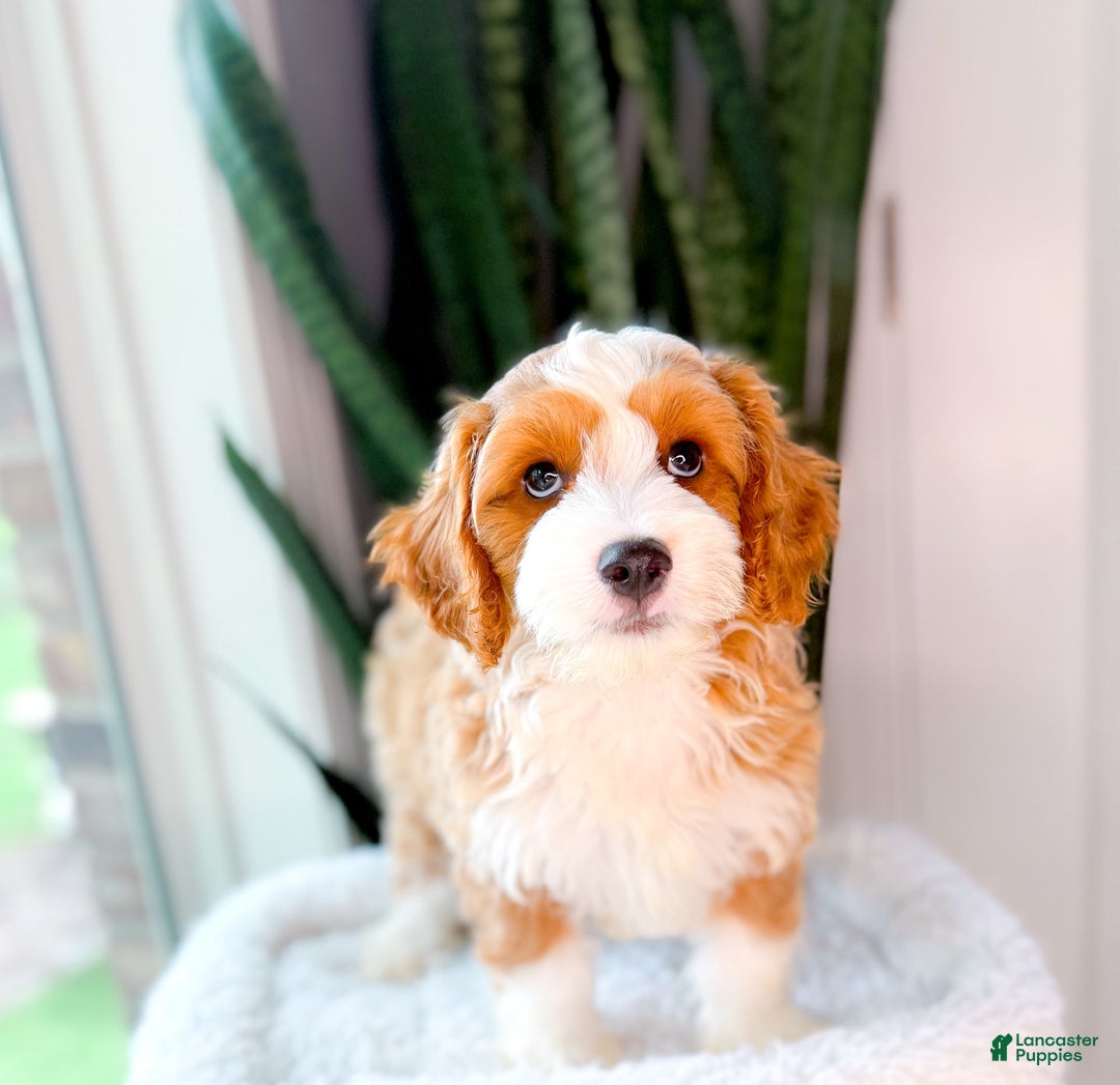 Cavapoo dogs for sale: Yolo - Image 6