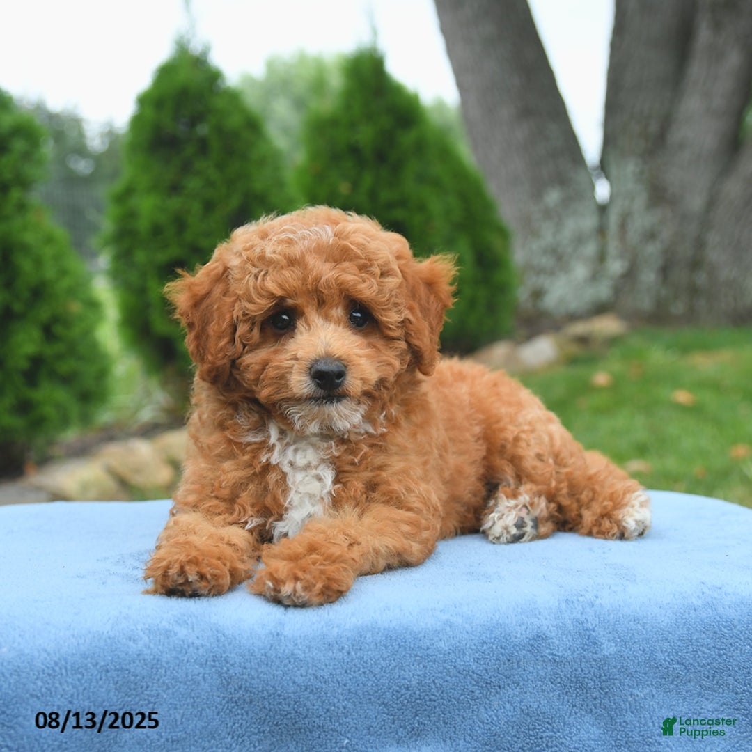 Bichpoo dogs for sale: Apollo - Image 3
