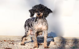 Cockapoo dogs for sale: Midnight - Image 16