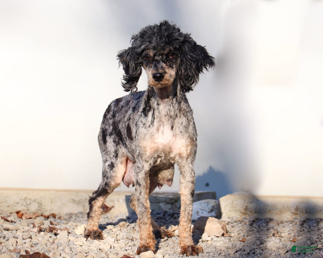Cockapoo dogs for sale: Midnight - Image 16