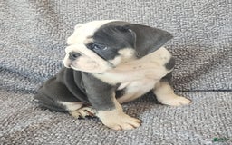 English Bulldog dogs for sale: Bailey - Image 7