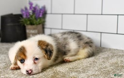 Welsh Corgi Pembroke dogs for sale: Monroe - Image 5