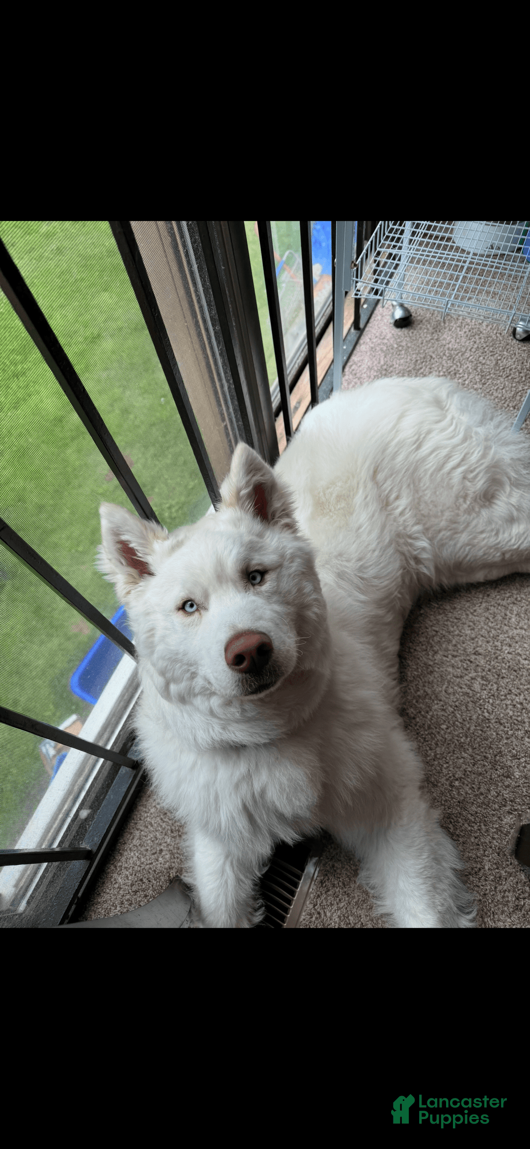 Siberian Husky dogs for sale: Bear - Image 4