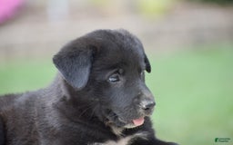 German Shepherd dogs for sale: Archer - Image 2