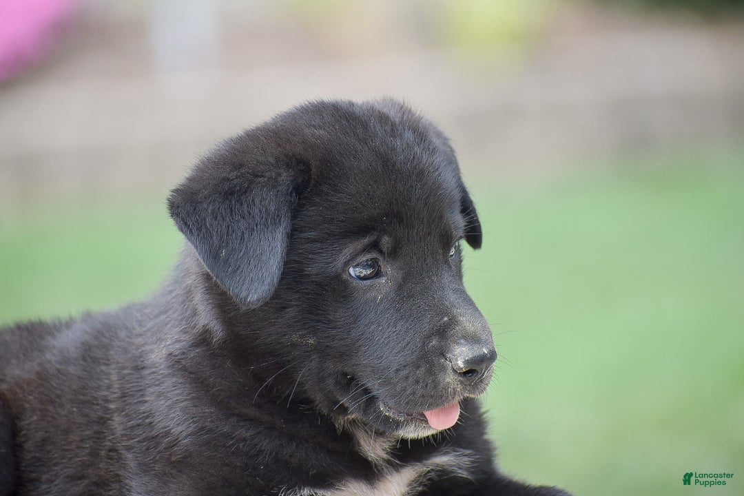 German Shepherd dogs for sale: Archer - Image 2