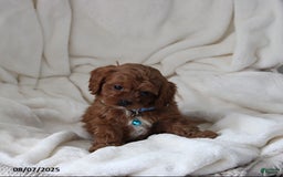 Cavapoo dogs for sale: Mason - Image 6