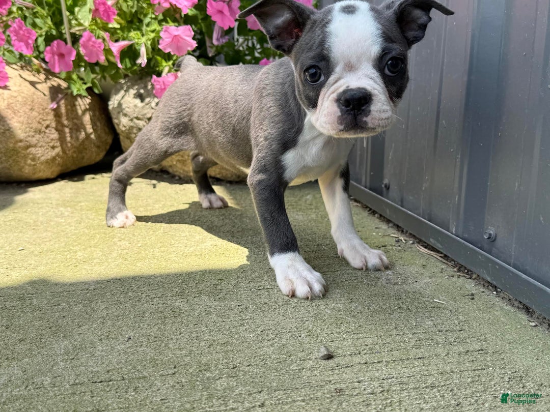 Boston Terrier dogs for sale: Taffy - Image 3