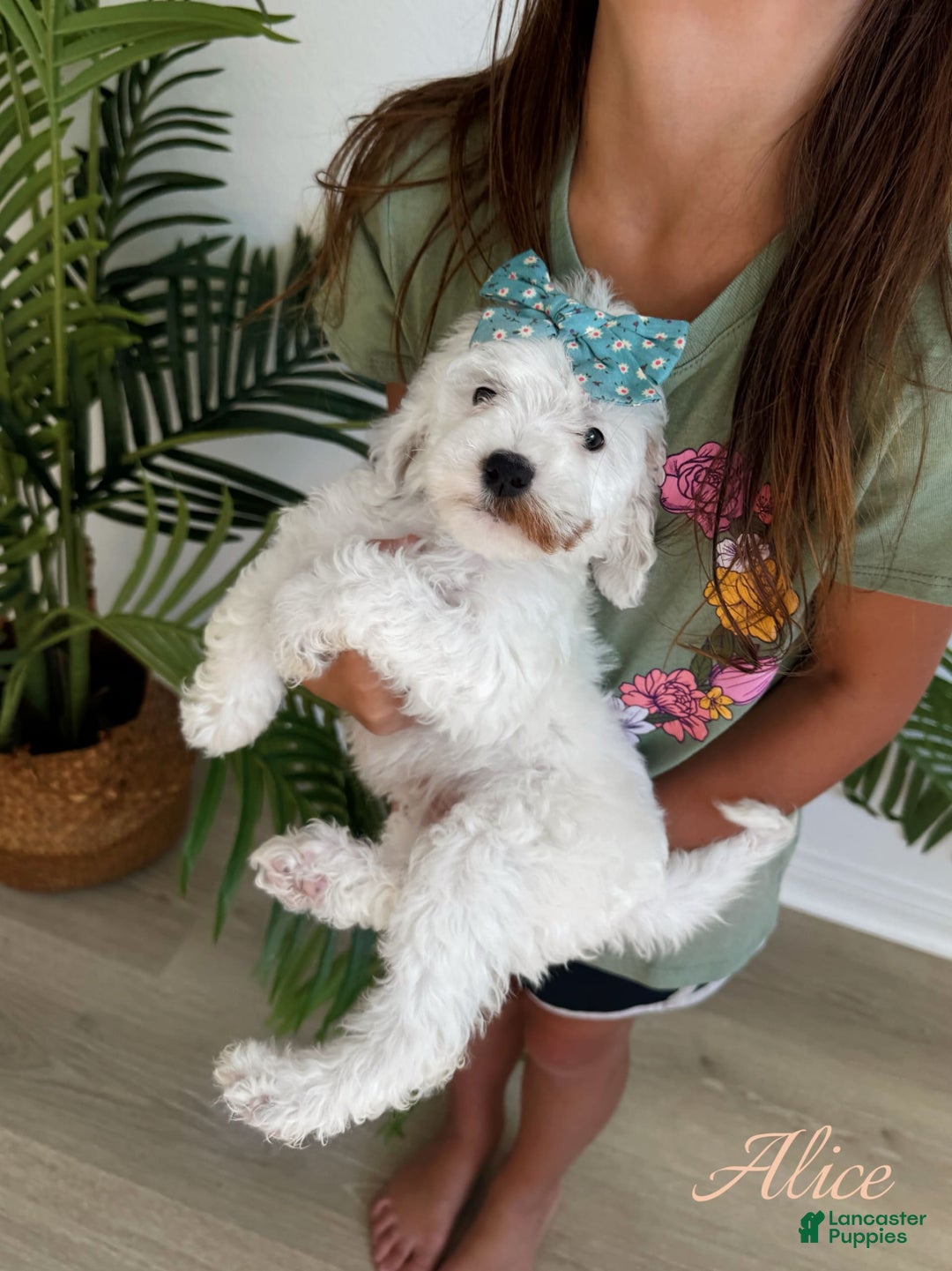 Mini Goldendoodle dogs for sale: Petite Alice - Image 14