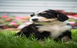 Bernedoodle dogs for sale: Rebel - Image 20