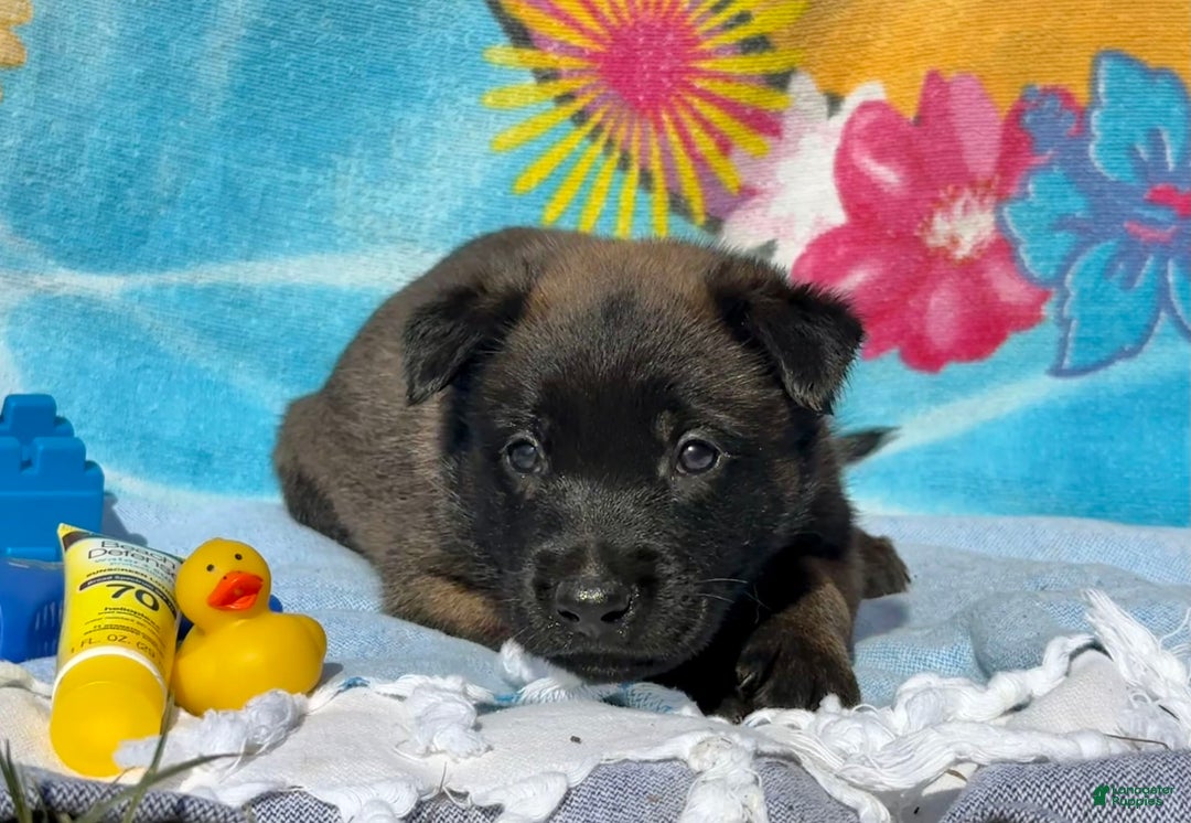 Belgian Malinois dogs for sale: Belgian Malinois Female - Image 13