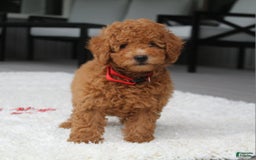 Miniature Poodle dogs for sale: Miniature Poodle 3 puppies - Image 9