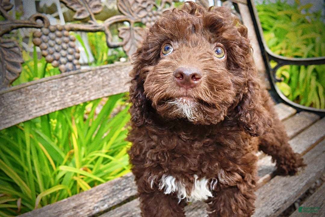 Havapoo dogs for sale: Teddy - Image 7