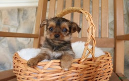Shorkie dogs for sale: Kipper - Image 5