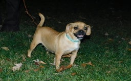 English Bulldog dogs for sale: Jasper - Image 10