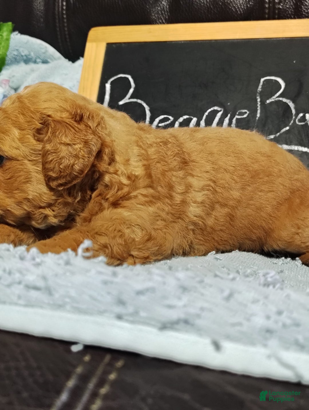 Mini Goldendoodle dogs for sale: Beanie Baby - Image 10