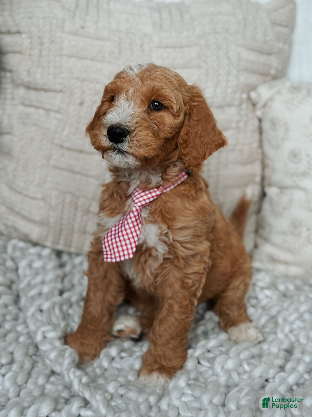 Goldendoodle dogs for sale: Humphrey - Image 1