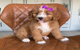 Bernedoodle dogs for sale: Autumn - Image 8